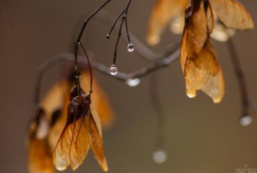 Сьогодні в Україні пройдуть дощі: де буде мокро (карта)