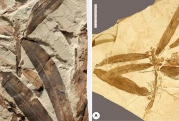 У США виявлено інопланетну рослину, яка не належить до жодного відомого виду