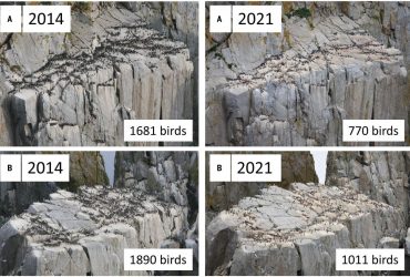 Ученые зафиксировали крупнейший случай гибели одного вида в современной истории