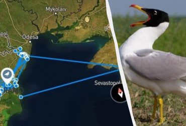 В Украине погибла редкая птица, которую искали по датчику: что случилось с Ramo