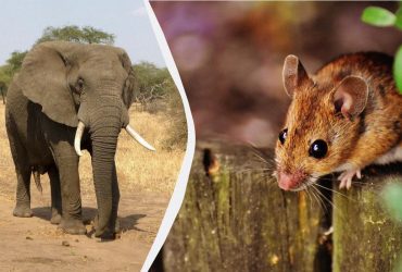 Чи справді слони можуть боятися мишей: відповіді вчених розкрили всю правду