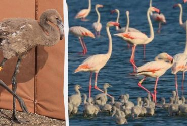 Народжені в Україні: в Італії виявили цікавих феніксів