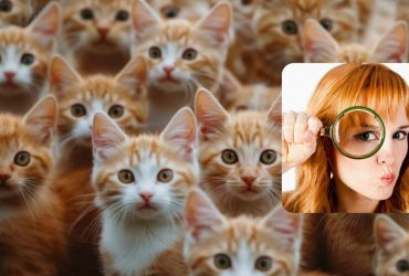 Тест на перевірку інтелекту: не всі знайдуть білку серед кошенят за 7 секунд