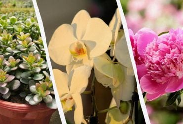 Наповнять дім позитивною енергією: 14 рослин, які приносять щастя й удачу