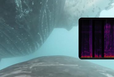 Шум в океані має значення: вчені зробили дивовижне відкриття про дитинчат китів (відео)