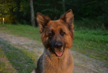 Чи справді собаки можуть сміятися: відповідь ветеринара