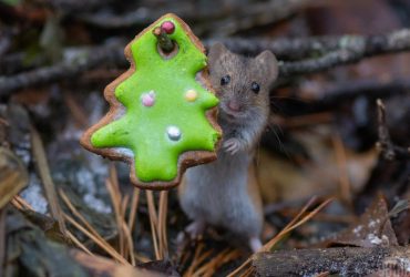 Последние выходные 2024 года порадуют украинцев погодой (карта)