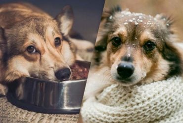 Когда собака считается пожилой: ветеринар назвал главные признаки и возраст