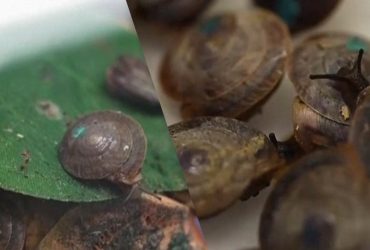 В Португалии обнаружили крошечных улиток, которые считались вымершими в течение 100 лет