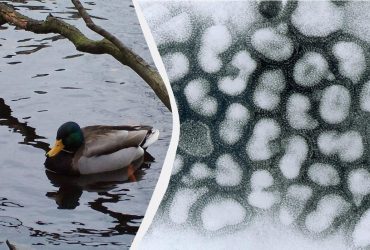 У США зафіксували першу смерть людини від пташиного грипу