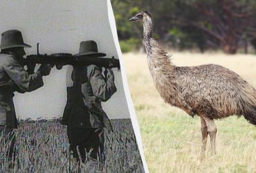 Взірець адаптації: як Австралія оголосила війну ему і ганебно програла