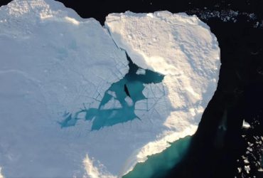 Невероятная история: полярники показали, как тюлень спасся от кровожадных хищников