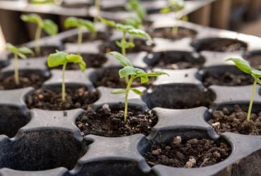 Що посадити на розсаду в грудні-січні: правила і хитрощі від городників