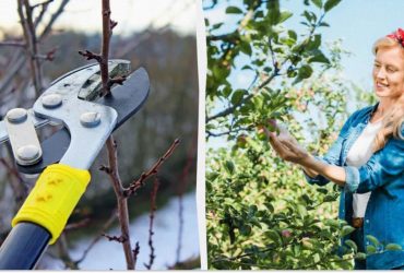 Эти деревья обязательно нужно обрезать с января по март: урожая будет в 2 раза больше