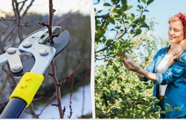 Ці дерева обов'язково потрібно обрізати з січня по березень: урожаю буде в 2 рази більше