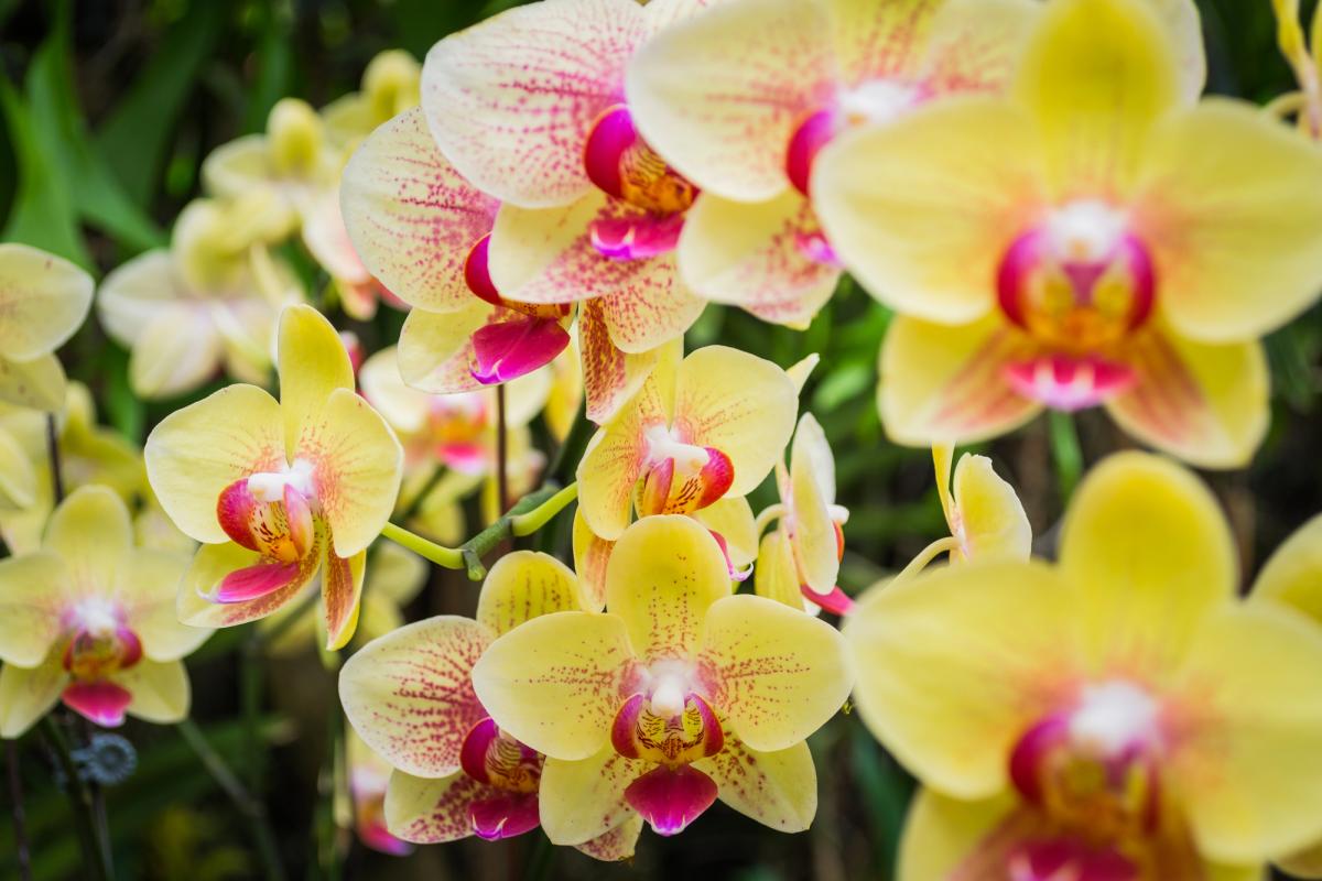 При правильном уходе орхидеи будут пышно цвести даже зимой / фото ua.depositphotos.com При правильном уходе орхидеи будут пышно цвести даже зимой / фото ua.depositphotos.com