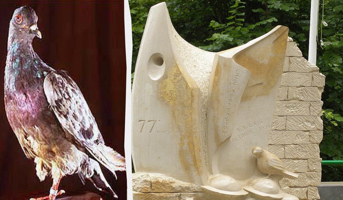 Шер Амі був поштовим голубом-самцем / колаж УНІАН, фото wikipedia Шер Амі був поштовим голубом-самцем / колаж УНІАН, фото wikipedia