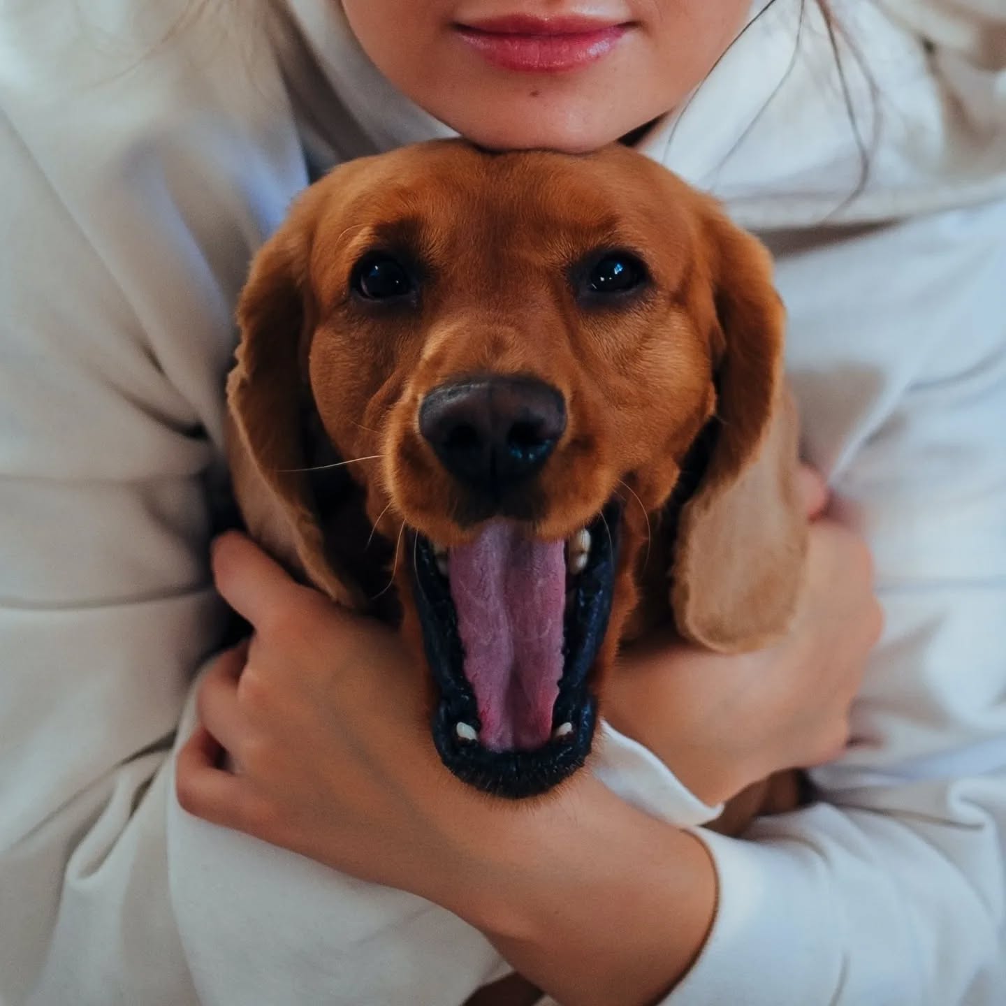 Кинолог рассказала, каким командам стоит научить собаку / фото instagram.com/pinkpuppy.pet Кинолог рассказала, каким командам стоит научить собаку / фото instagram.com/pinkpuppy.pet