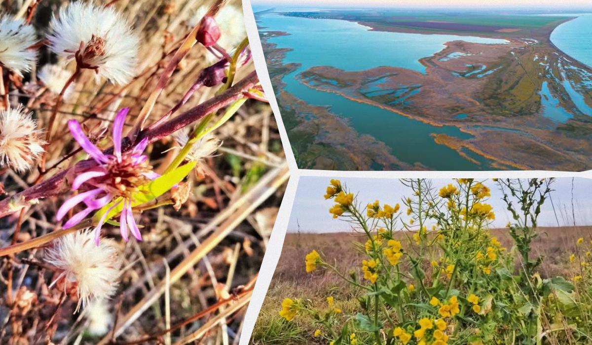 У "Тузлівській Амазонії" ще досі є цвітіння / колаж УНІАН, фото Іван Русєв У "Тузлівській Амазонії" ще досі є цвітіння / колаж УНІАН, фото Іван Русєв