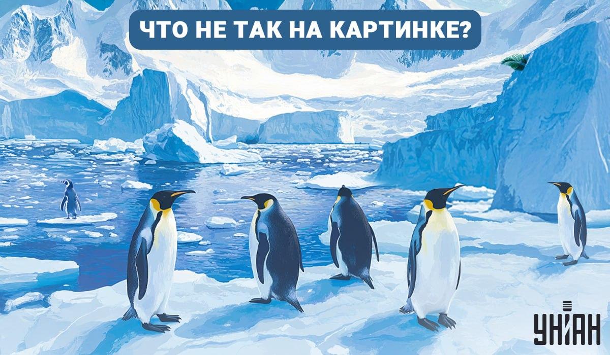 Тест на IQ / коллаж УНИАН Тест на IQ / коллаж УНИАН