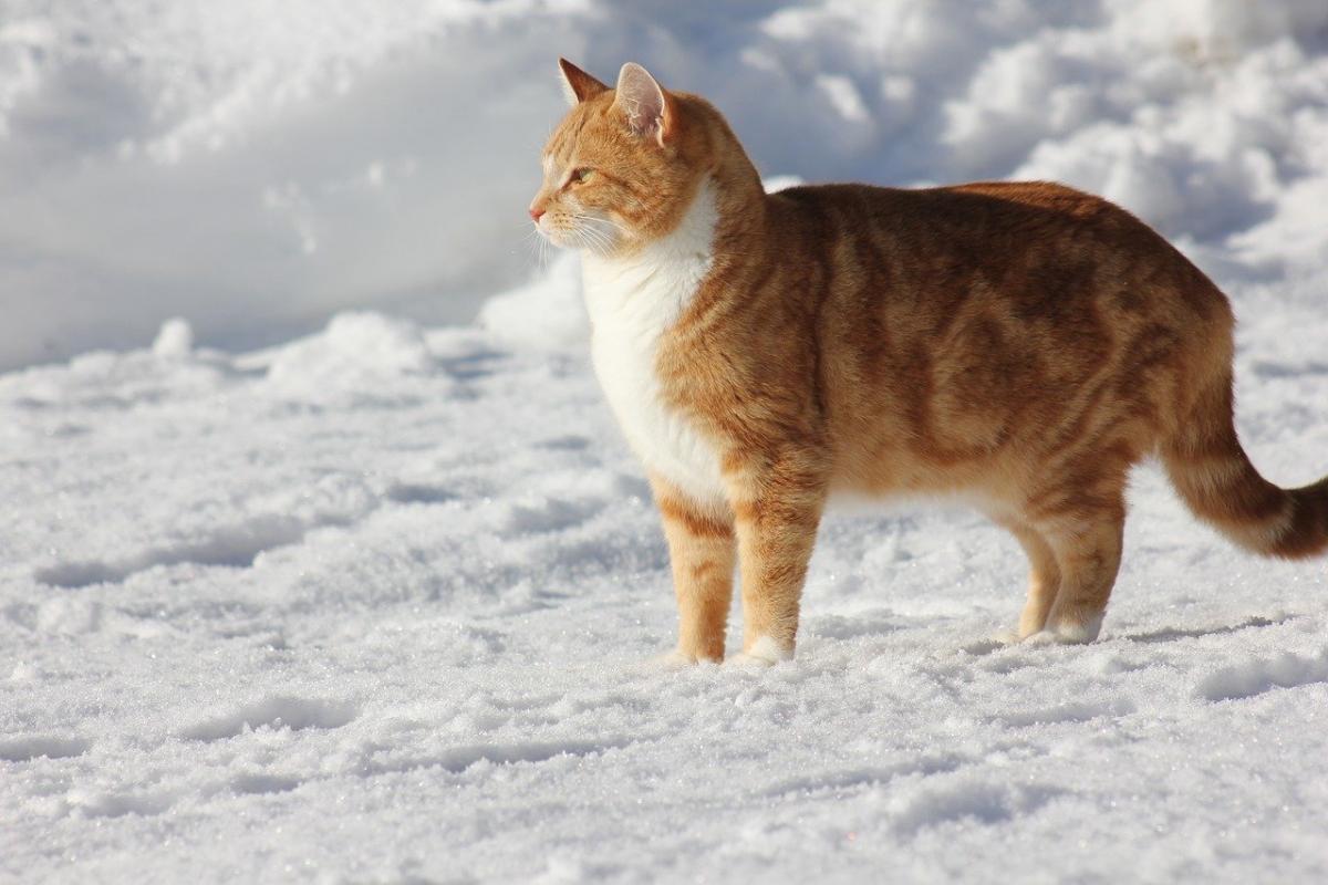 На выходных почти по всей Украине будет мороз / фото Pixabay