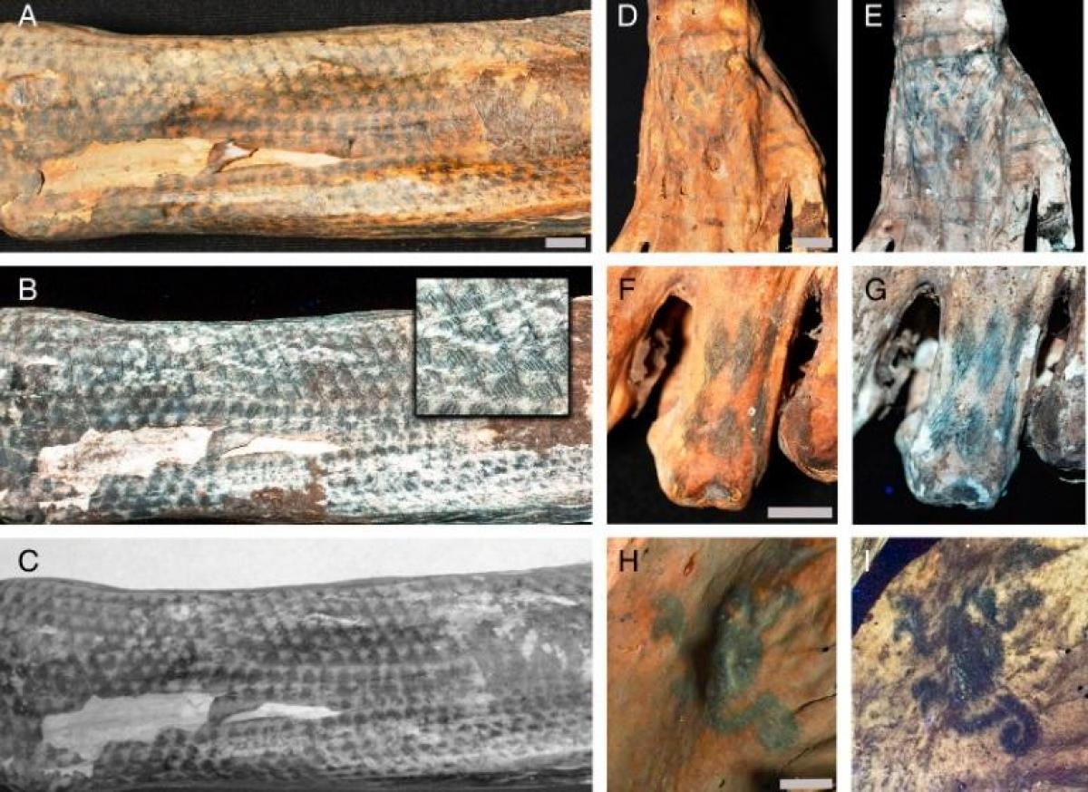 Вчені оглянули понад 100 муміфікованих людей / фото Michael Pittman et al, PNAS Вчені оглянули понад 100 муміфікованих людей / фото Michael Pittman et al, PNAS
