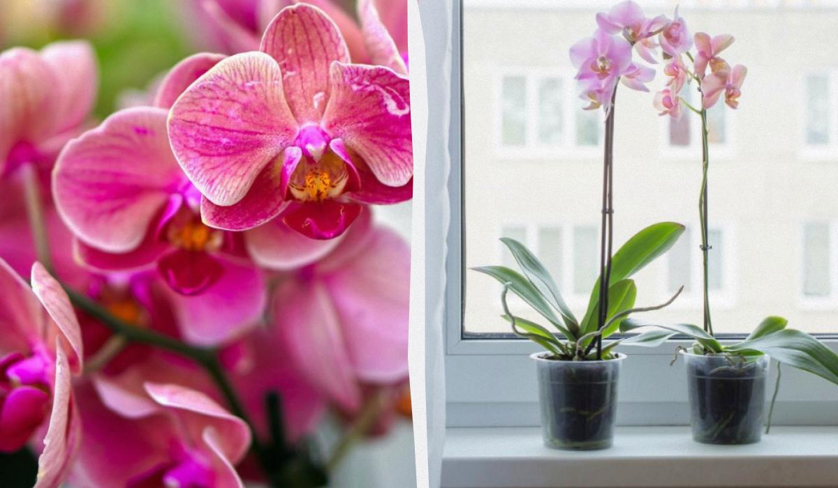 При должном уходе орхидея будет цвести годами  / коллаж УНИАН, фото · Pixabay.com, ua.depositphotos.com