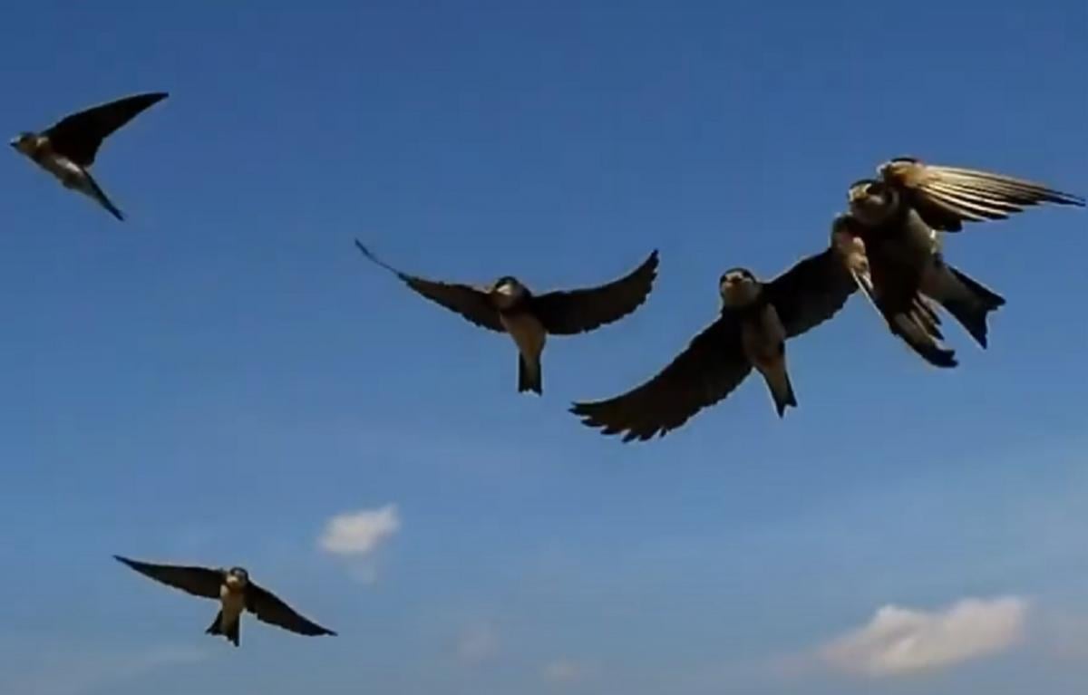 Songbirds communicate with other species during migration / screenshot