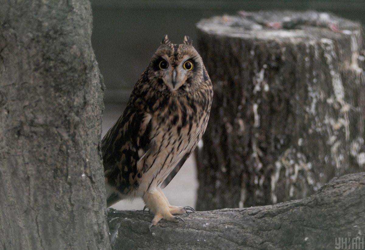 Совы имеют уникальное строение глаза, который видно в ухе / фото УНИАН