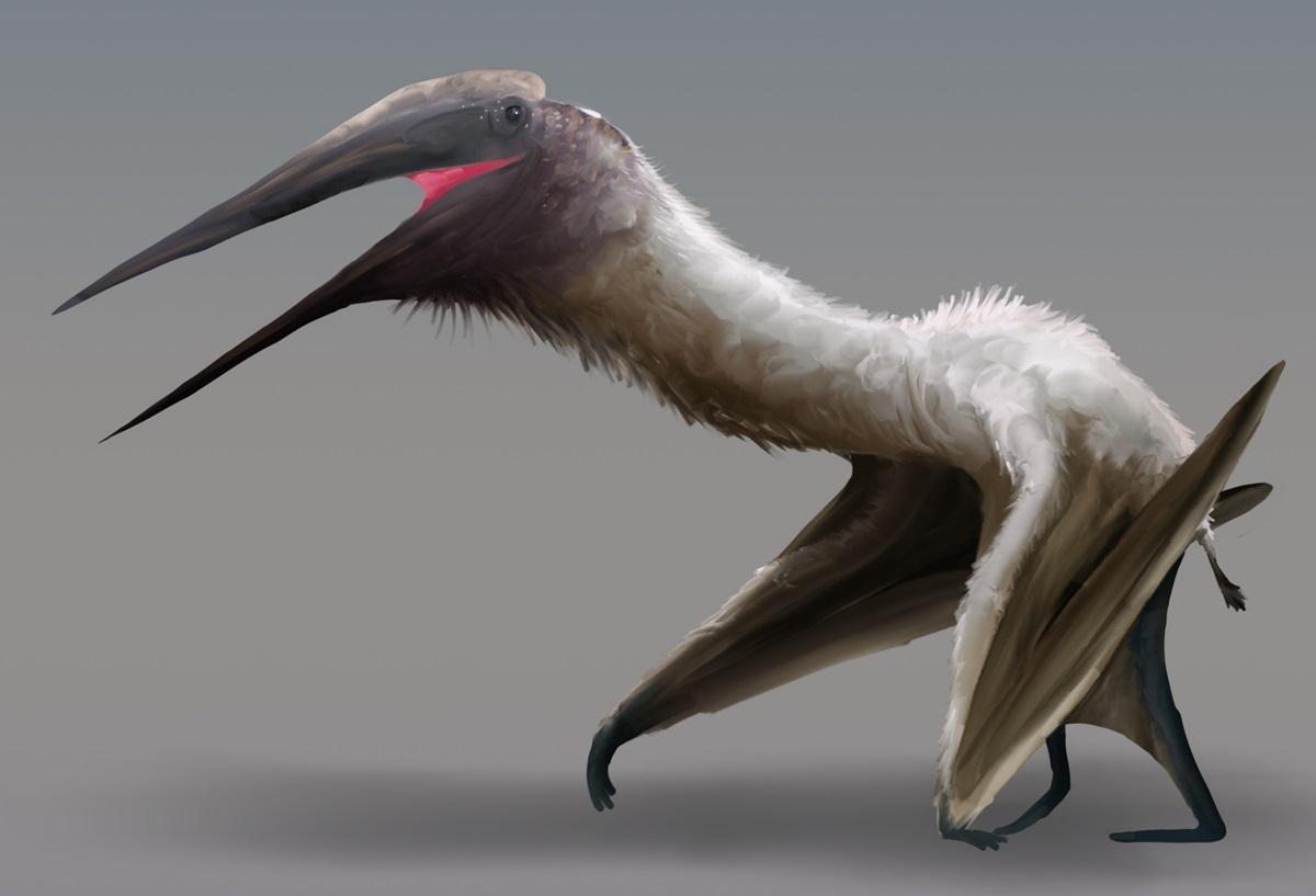 Розмах крил дорослих особин Cryodrakon boreas становив до 10 метрів / фото - wikimedia.org/PaleoEquii Розмах крил дорослих особин Cryodrakon boreas становив до 10 метрів / фото - wikimedia.org/PaleoEquii