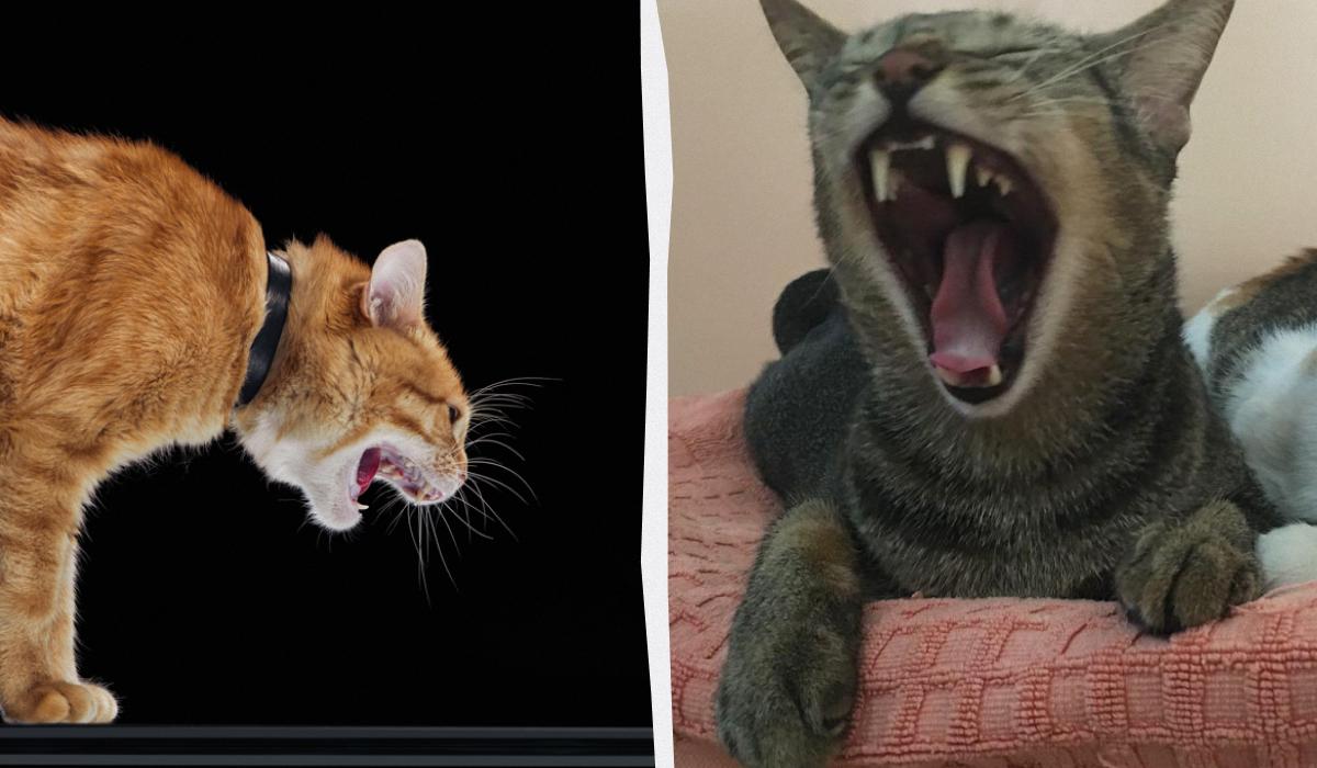 Почему коты бьют друг друга / коллаж УНИАН, фото flickr.com/mechtholdjin, ua.depositphotos.com Почему коты бьют друг друга / коллаж УНИАН, фото flickr.com/mechtholdjin, ua.depositphotos.com