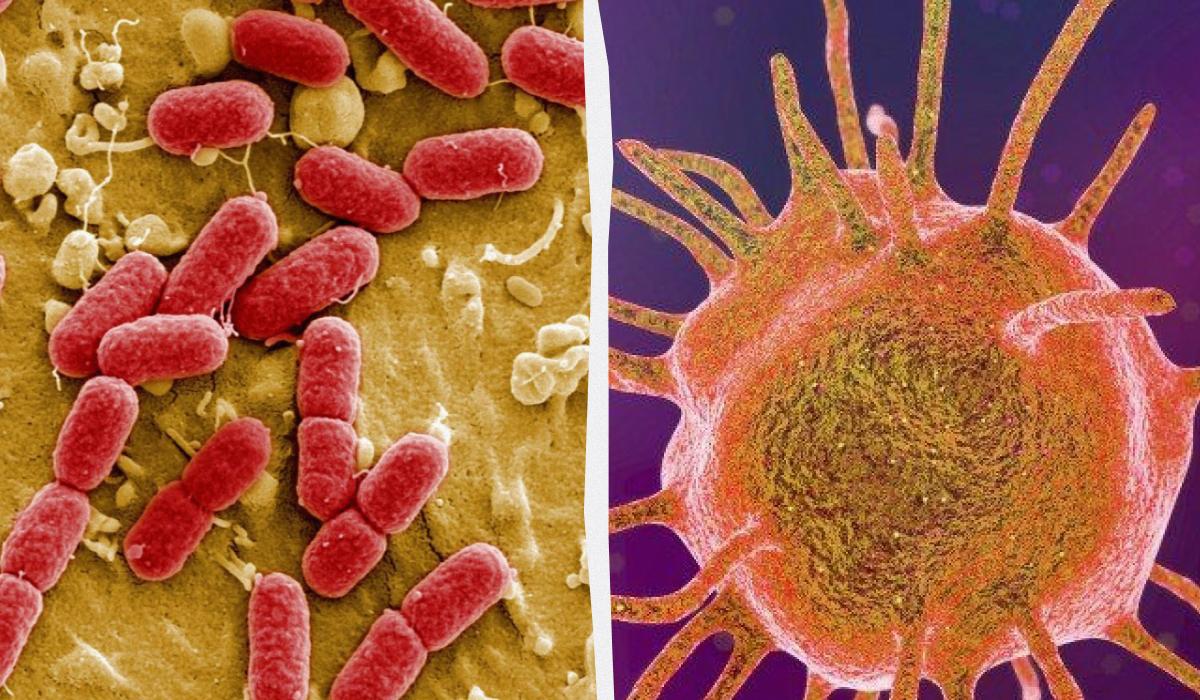 Бактерія віком 5000 років виявилася стійкою до сучасних антибіотиків: що це означає