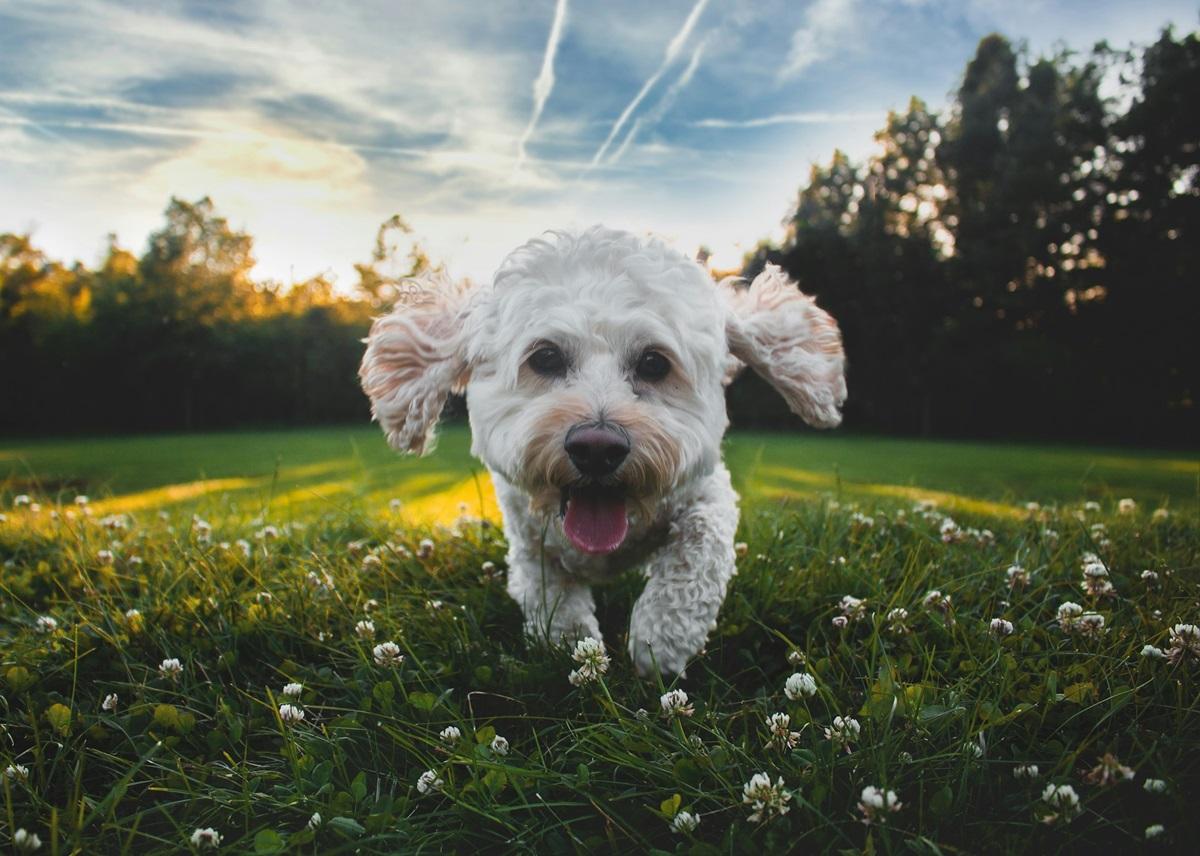 Деякі породи собак вирізняються гіперактивністю / фото - Unsplash Деякі породи собак вирізняються гіперактивністю / фото - Unsplash