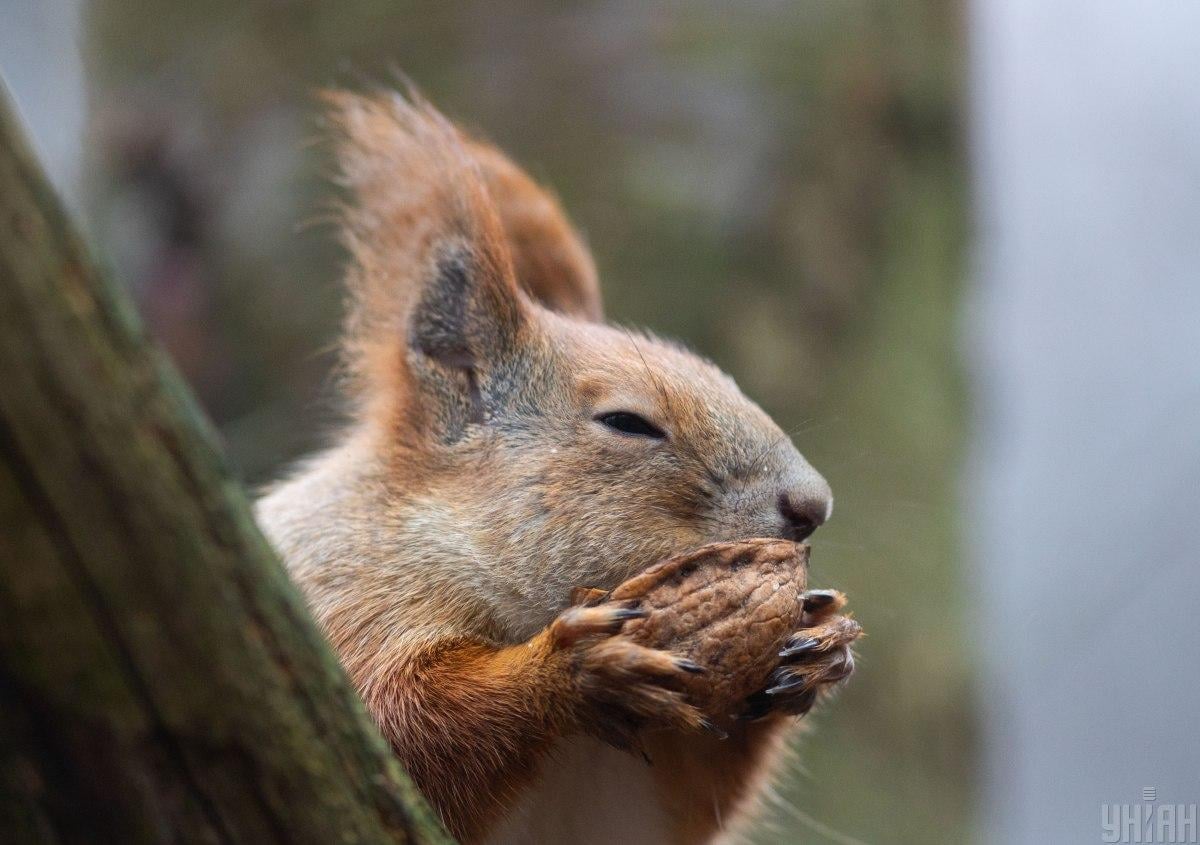  / фото УНИАН