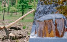 Чи можна видалити пень на ділянці: садівники зробили серйозне попередження