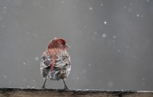 Синоптики повідомили, коли у Києві стане трохи тепліше (інфографіка)