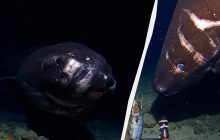 Дослідники опустили фотопастку у жолоб Тонга: з темряви з'явилася полярна акула (відео)