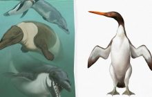 Двухметровые гиганты: ученые рассказали, как выглядели предки пингвинов (фото)