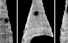 Викопні рештки розкрили "гонку озброєнь" хижаків і жертв, що тривала понад 500 мільйонів років