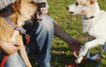 Как успокоить собаку во время стресса: профессиональный кинолог назвала действенные методы