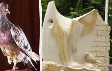 Спас почти 200 человек: биолог рассказал историю самого известного в мире боевого голубя
