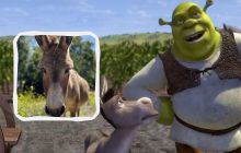 Прожил 30 лет: умер осел, ставший прототипом персонажа из мультфильма "Шрек"