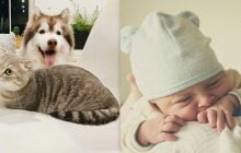 Действительно ли кошки и собаки умнее младенцев: ученые нашли ответ