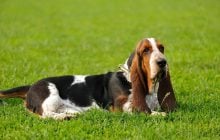 Лев - золотистий ретривер, Терези - пудель: яка ви порода собаки за знаком Зодіаку