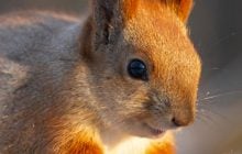 Сегодня в Киеве резко потеплеет: температура подскочит на 5-6 градусов