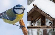 Какой корм нельзя давать птицам: эксперты назвали 15 продуктов, не желательных в кормушке