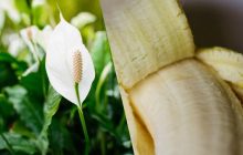 "Женское счастье" взорвется пышным цветом: эксперт назвала доступное удобрение для спатифиллума