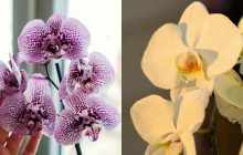 Орхідеї будуть "постійно цвісти весь рік": садівниця поділилася своїм "секретом"