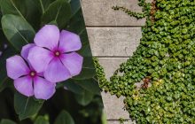 Что нельзя сажать во дворе: садоводы назвали 10 эффектных, но агрессивных растений