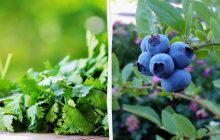 9 растений, которые всегда нужно выращивать на высоких грядках: садоводы назвали причину